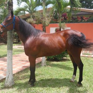 DISPONIBLE PARA LA VENTA! 🔥 ORINOCO | Caballo ideal para Team Penning y Ranch Sorting 🐴🐮