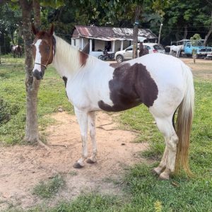 ¡EN VENTA: HERMOSA POTRA PINTA EN PROCESO DE RIENDA! 🔥