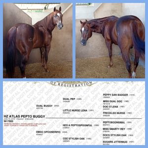 ¡EN VENTA: IMPONENTE PADROTE CUARTO DE MILLA REGISTRADO (AQHA)!