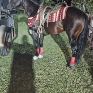 ¡EN VENTA: CABALLO ZAINO DE COLEO (6 AÑOS - HECHO EN LOS TOROS)! 🔥
