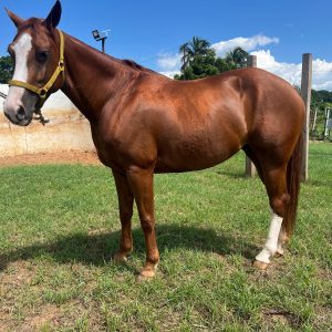 EN VENTA: YEGUA ALAZANA HECHA EN LOS TOROS! 🔥