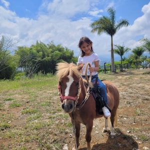 🐎 Hermosa Mini Horse en Venta 🐎