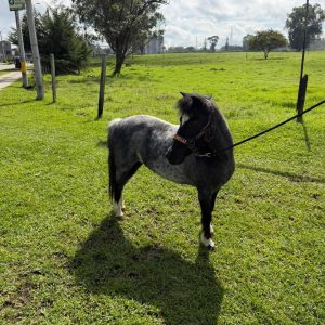 🐎 Hermosa Pony Hembra en Venta 🐎