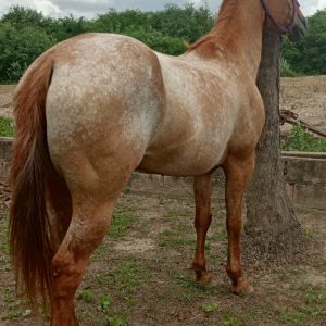 🐎 Potra en Venta 🐎