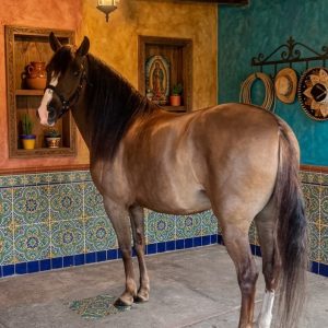 Espectacular Potranca Trochadora en Venta 🐎
