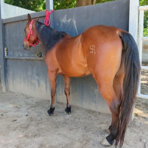 🐎 Yegua para Team Penning 🐎