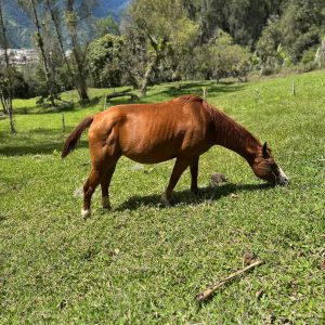 🐎 Yegua Cuarto de Milla para Cría y Trabajo 🐎