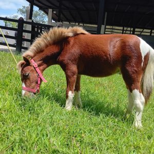 🐎 Pony Miniatura 🐎